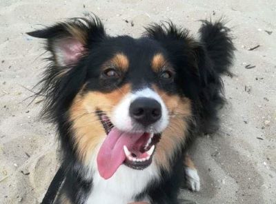 A happy dog belonging to Pilar Valencia, looking at the camera with its tongue out and a playful, smiling expression.