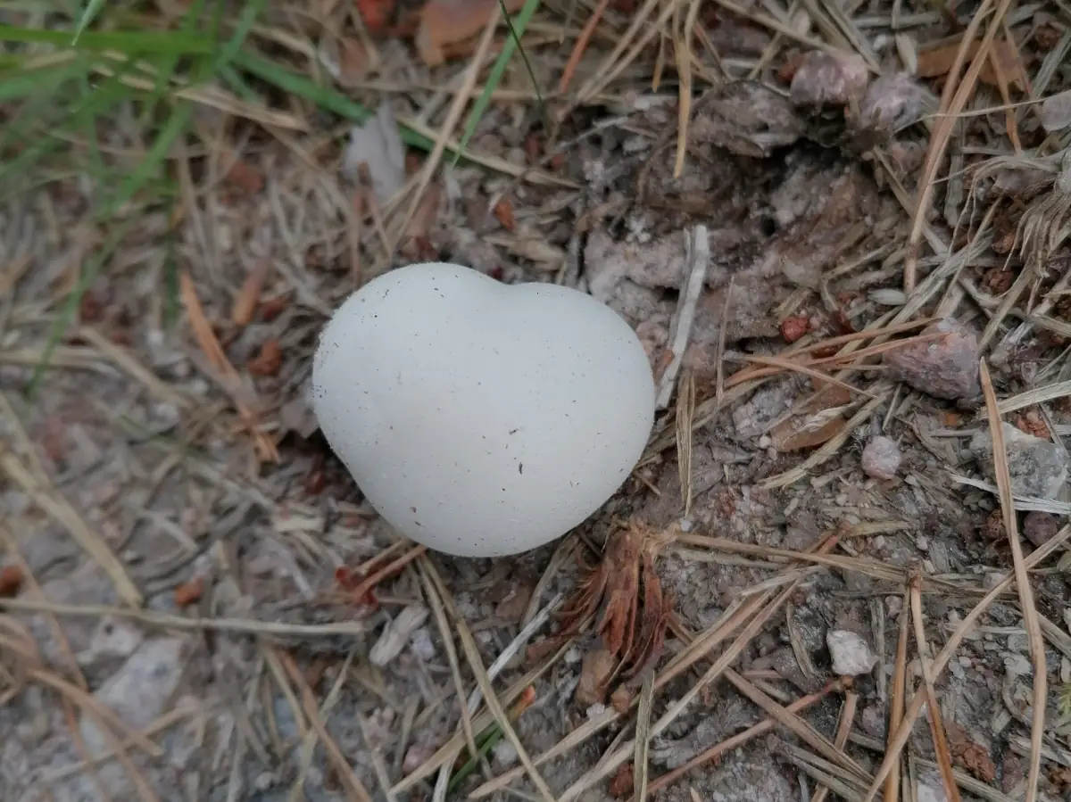 Heart-shaped, white mushroom on the forest floor among dry needles, grass, and small stones.